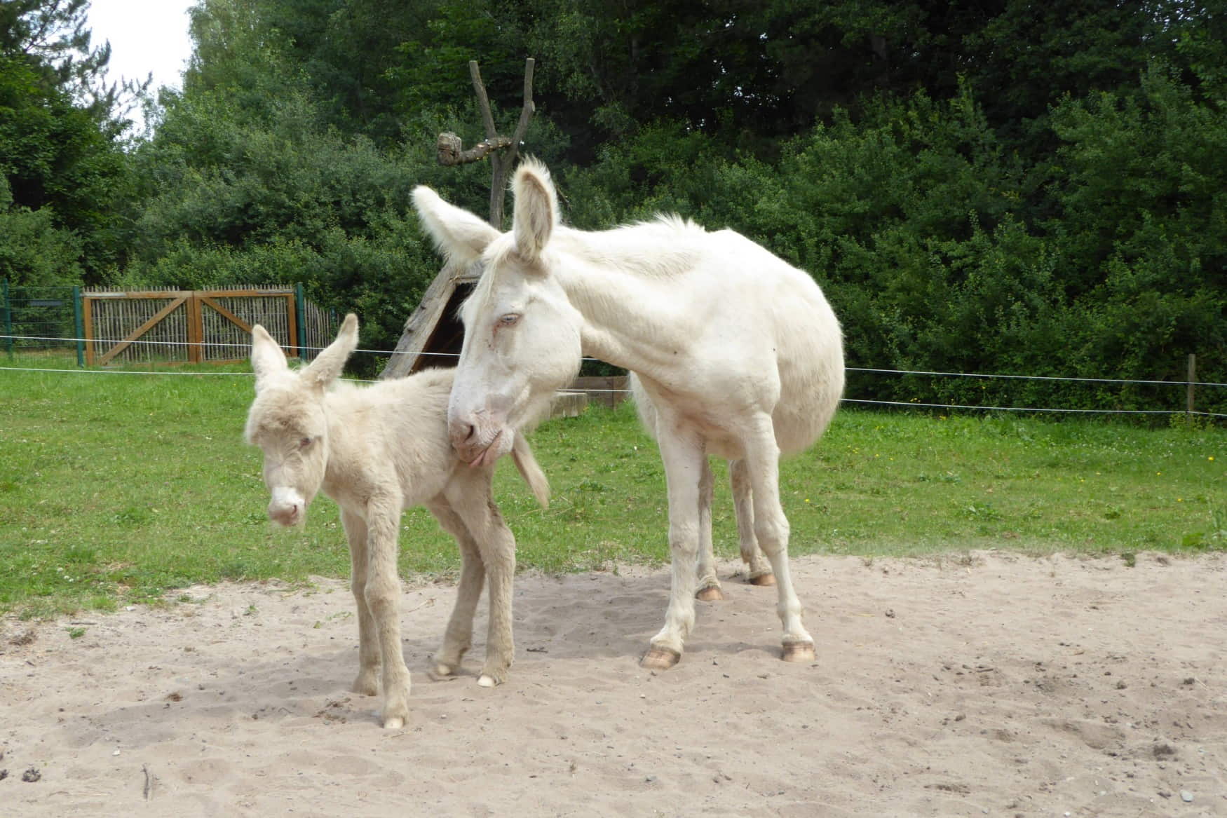 Roehrensee Animal Park photo 1