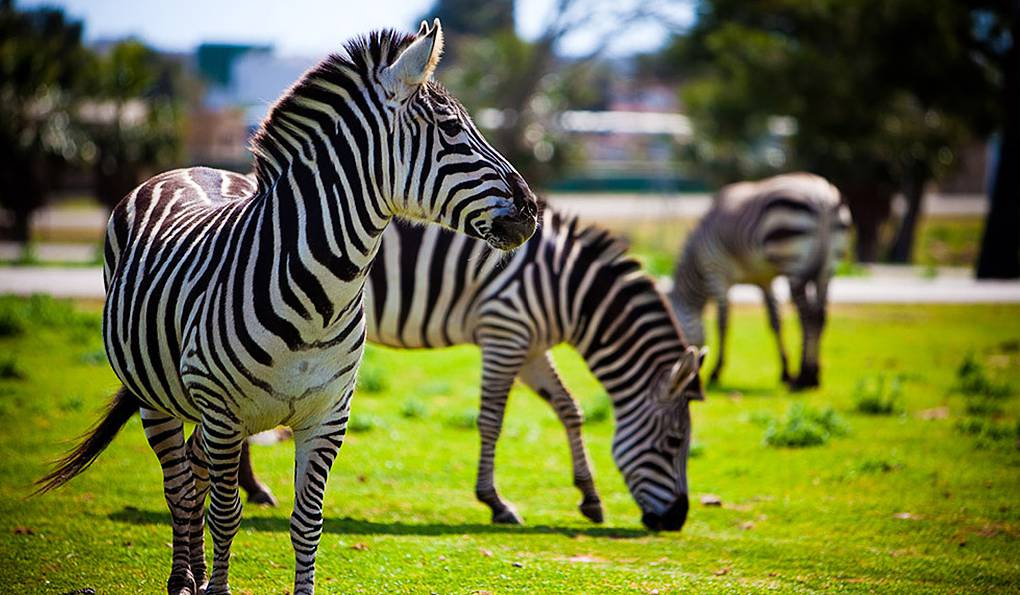 Reserva Park photo 1