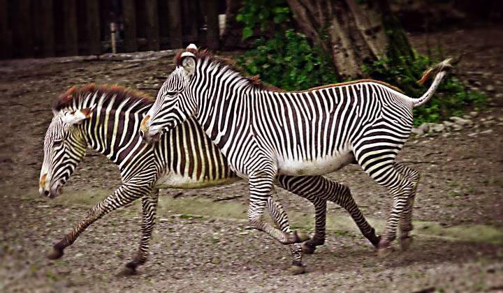 Adlergehege Obersalzberg photo 1