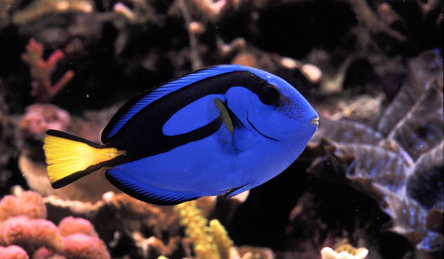 Sea Life Benalmadena photo 1