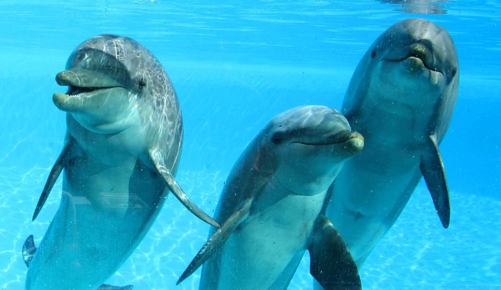 Selwo Marina Delfinarium