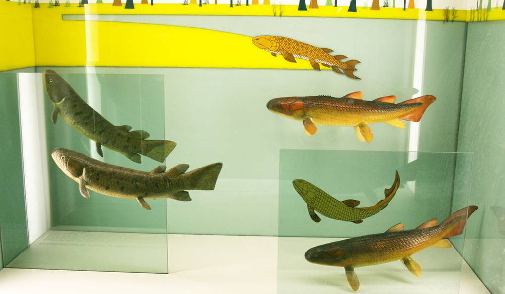 Senckenberg Natural History Museum photo 1