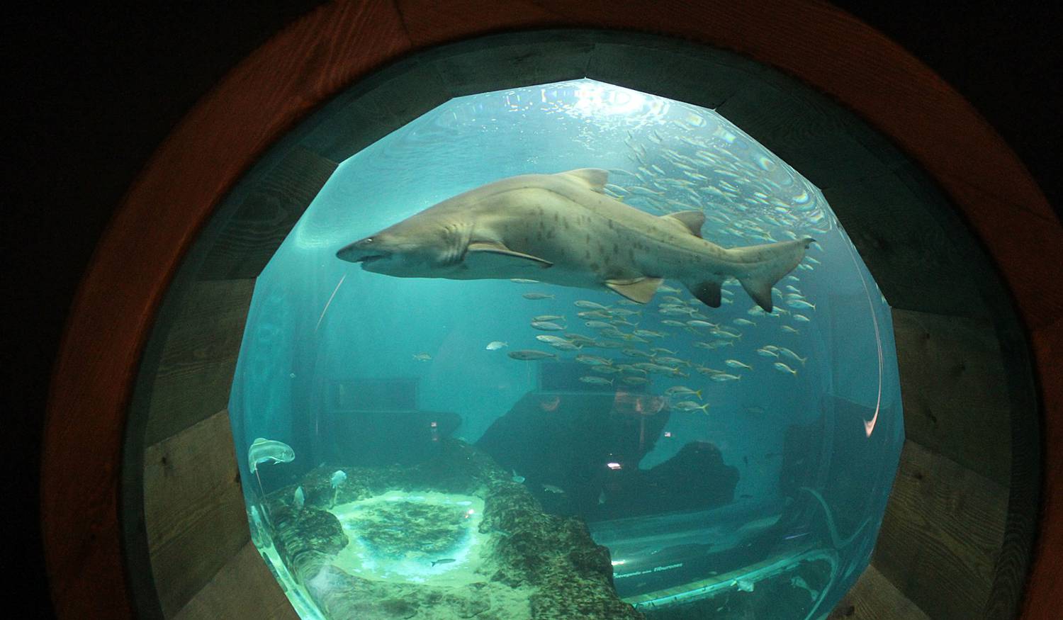 Seville Aquarium photo 1