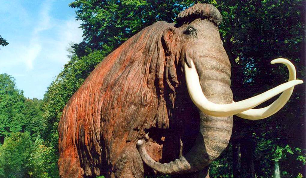 Natural History and Mammoth Museum Siegsdorf photo 1