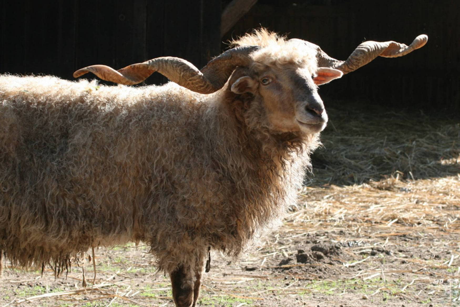 Steppentierpark Pamhagen photo 1