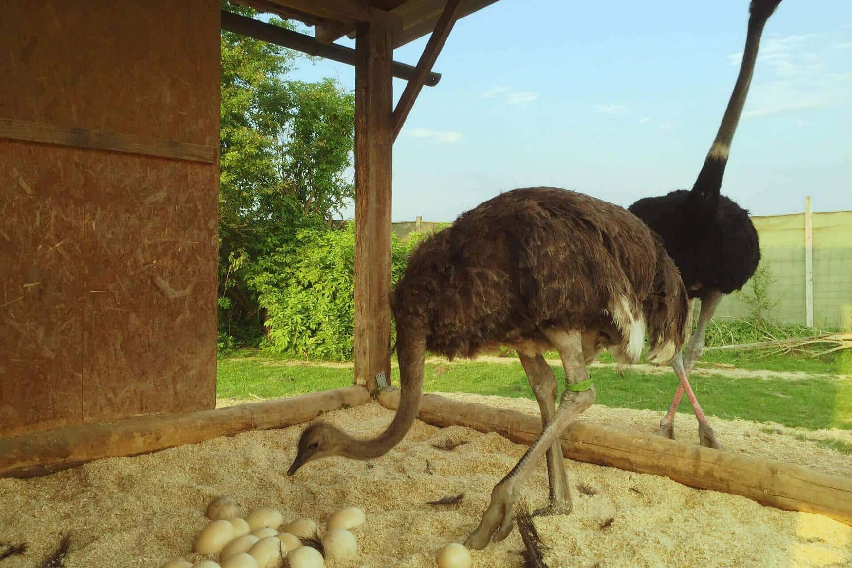 Straussenland im Kamptal photo 1