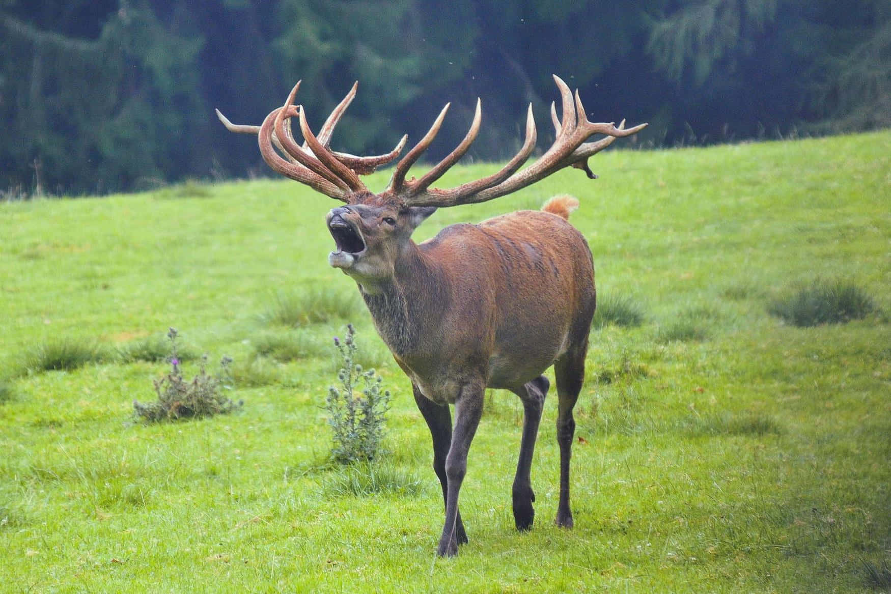 Wildlife Park Untertauern photo 1