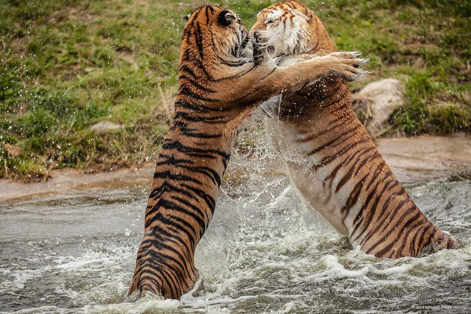 Tigerpark Dassow photo 1