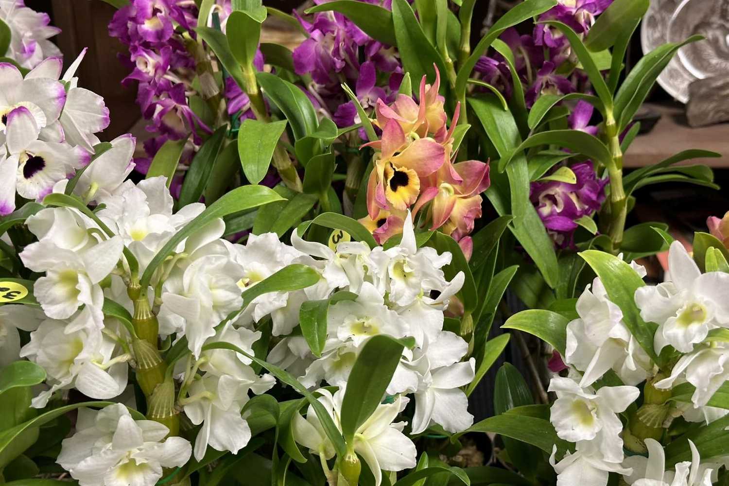 UNC Charlotte Botanical Gardens photo 1