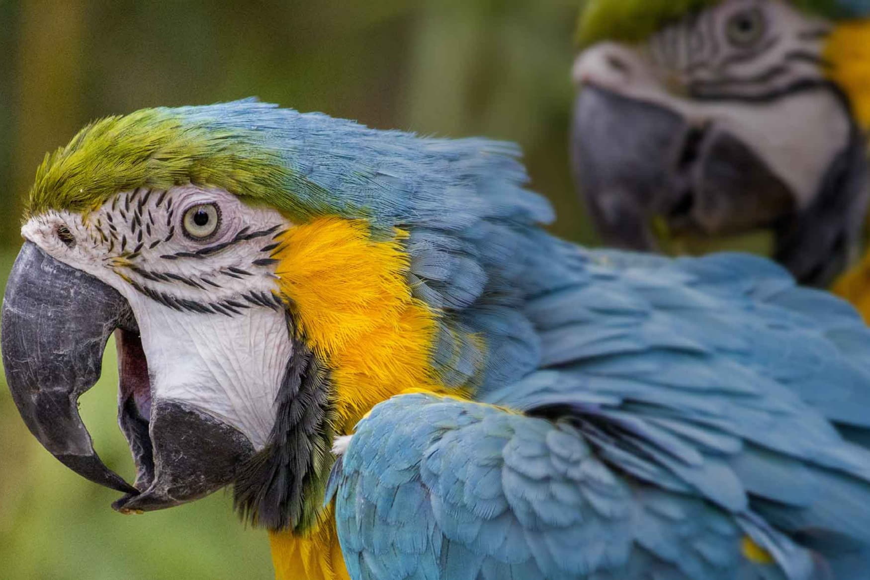 Vogelburg Weilrod photo 1