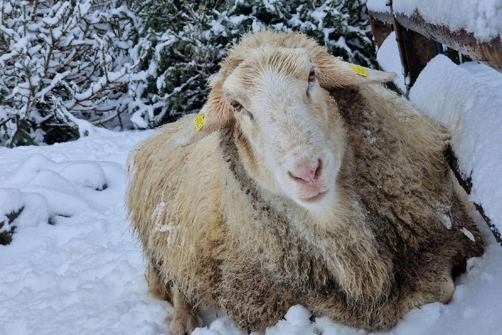 Waldzoo Offenbach photo 1