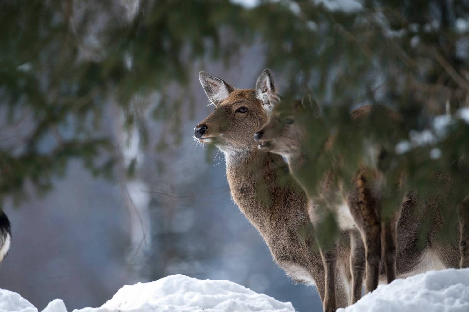 Wildpark Kleefeld photo 1
