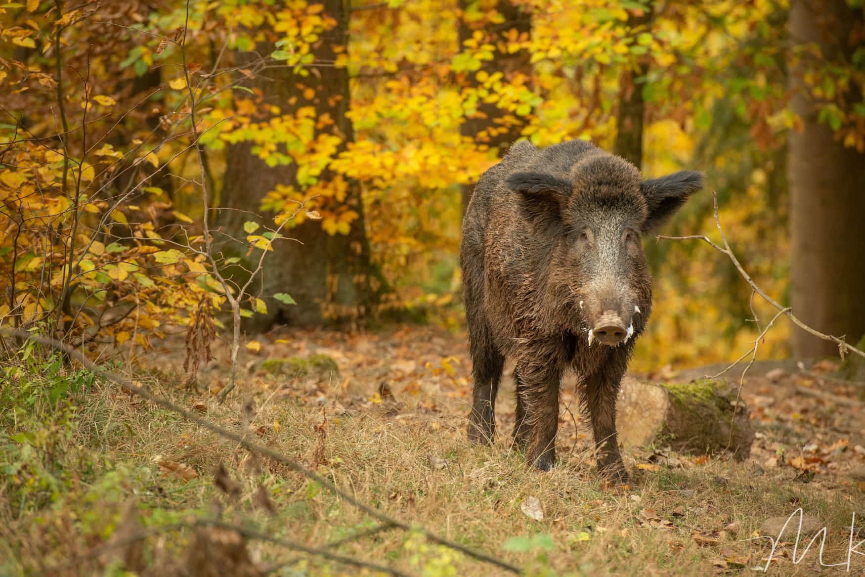 Wildpark Hundshaupten photo 1