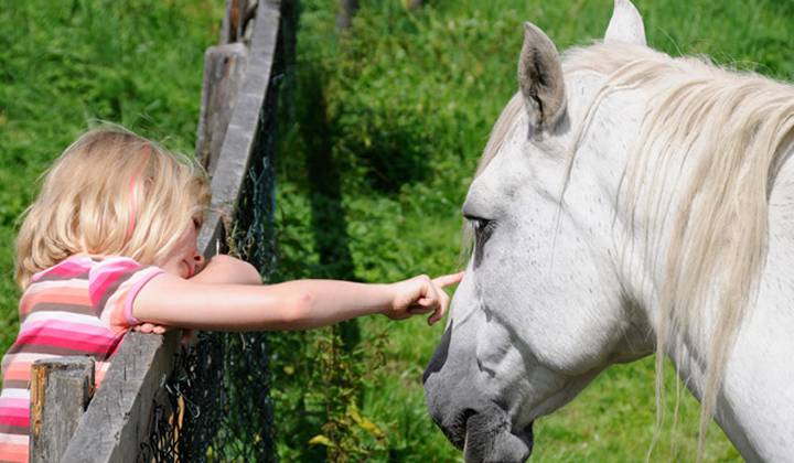 Wildlife Park Untertauern photo 1