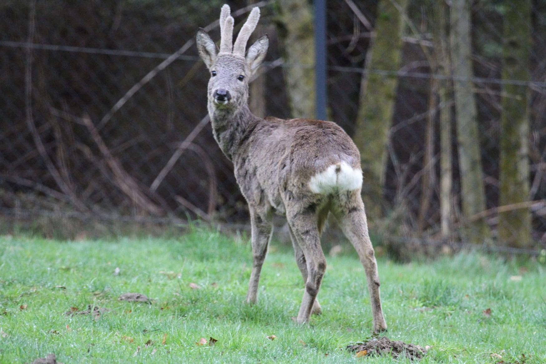 Wildpark Feldkirch photo 1