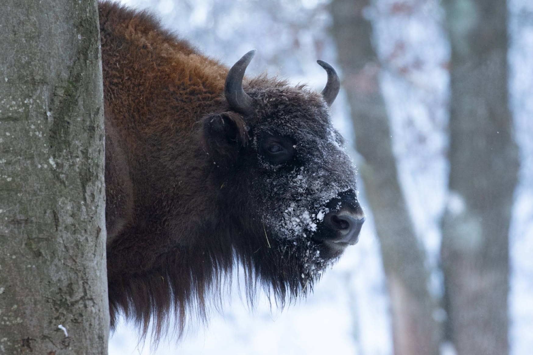 Wildpark Gersfeld photo 1
