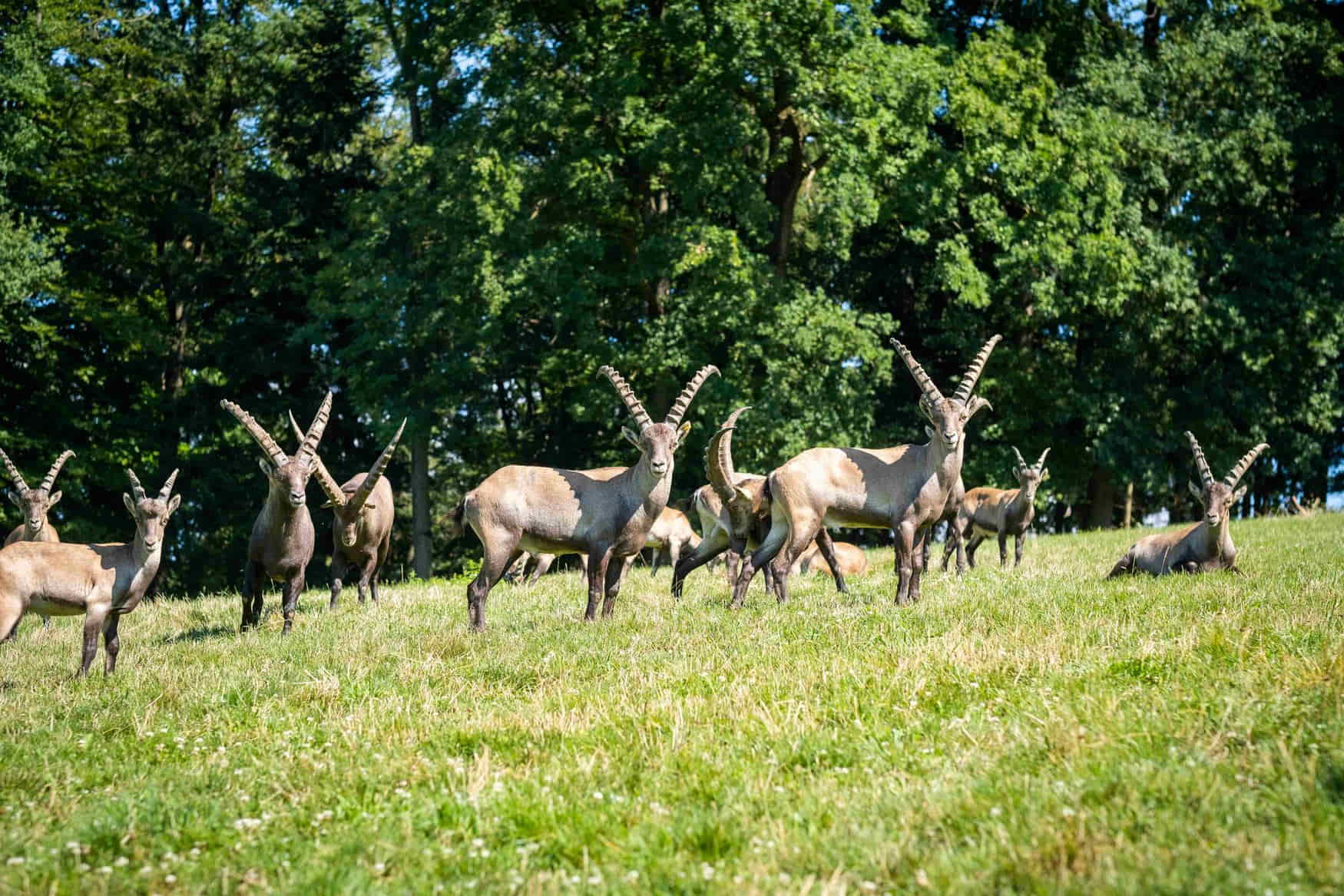 Wildpark Hochriess photo 1