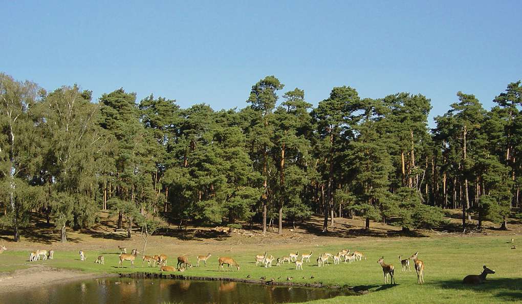 Wildpark Schorfheide photo 1