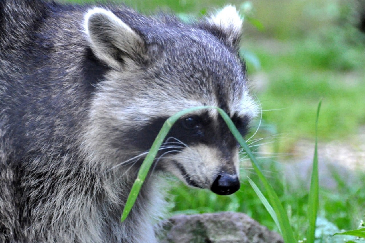 Wildpark Knull photo 1