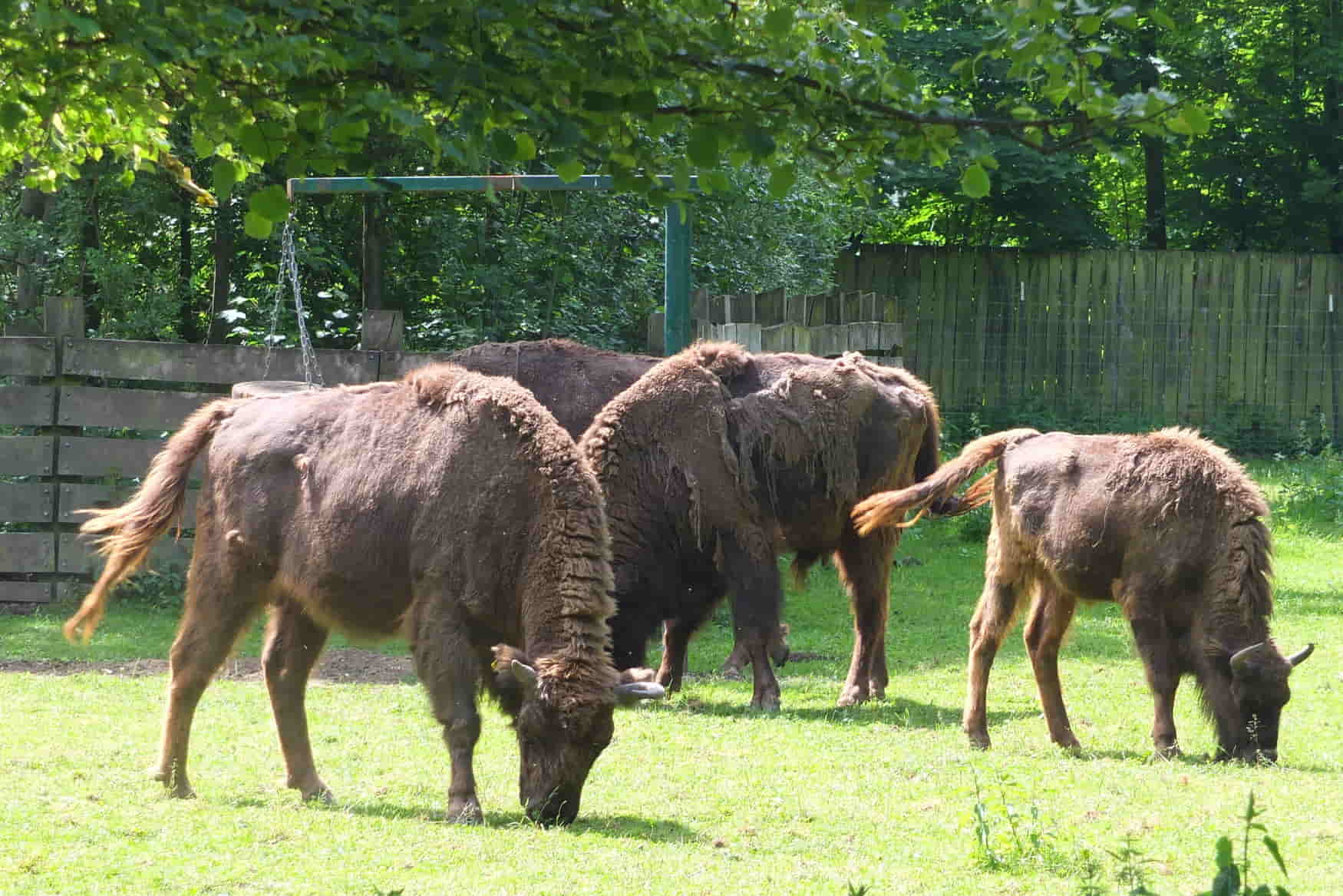 Wildpark Leipzig photo 1