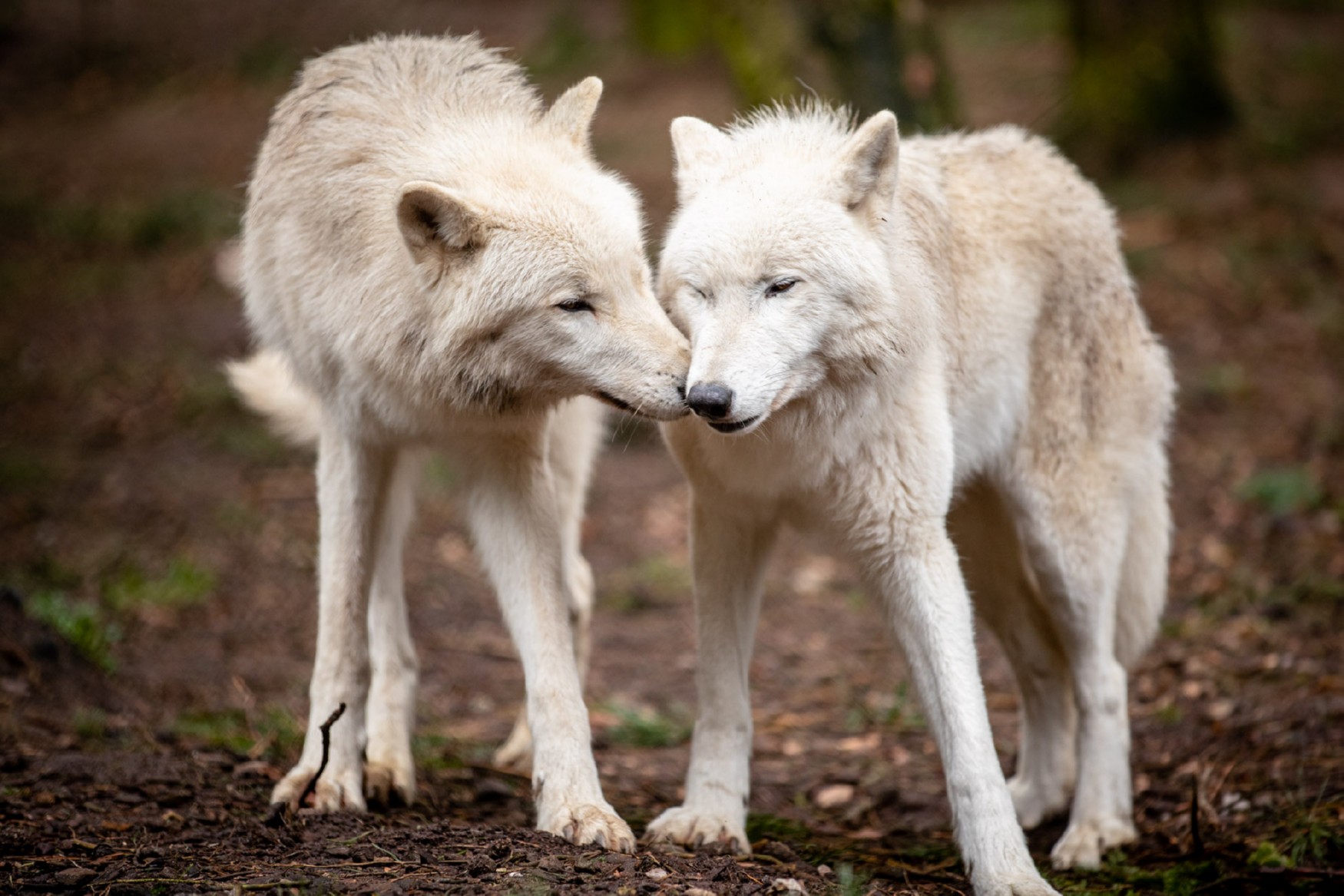 Wildpark Luneburger Heide photo 1