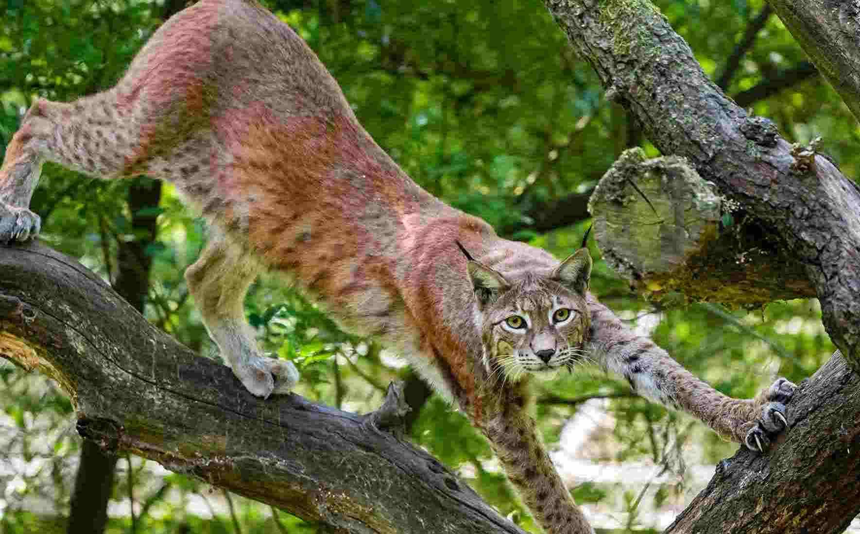Wildpark Schwarze Berge