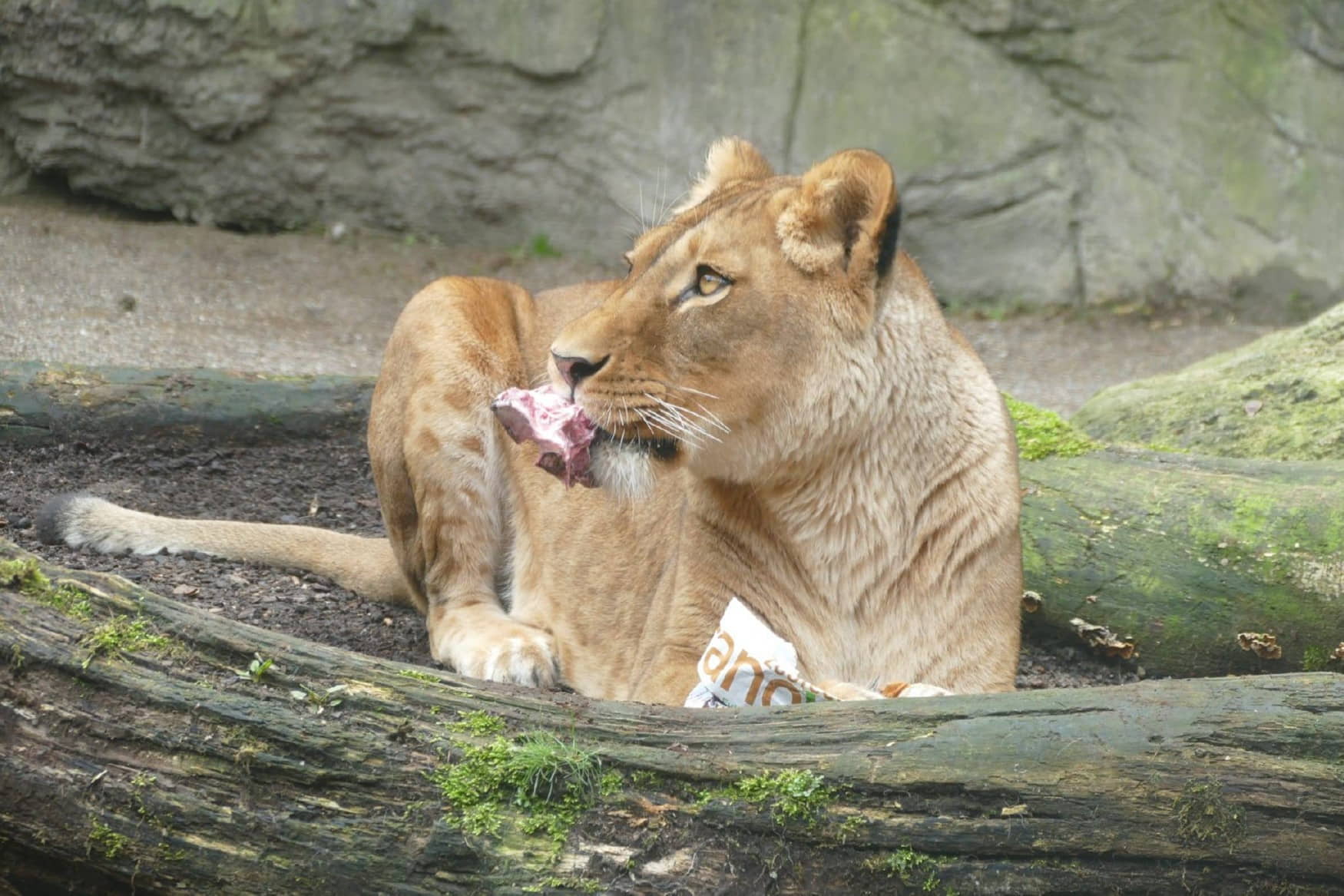 Wuppertal Zoo photo 1